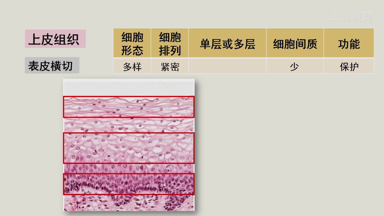 人体四大基本组织上皮组织结缔组织肌组织神经组织