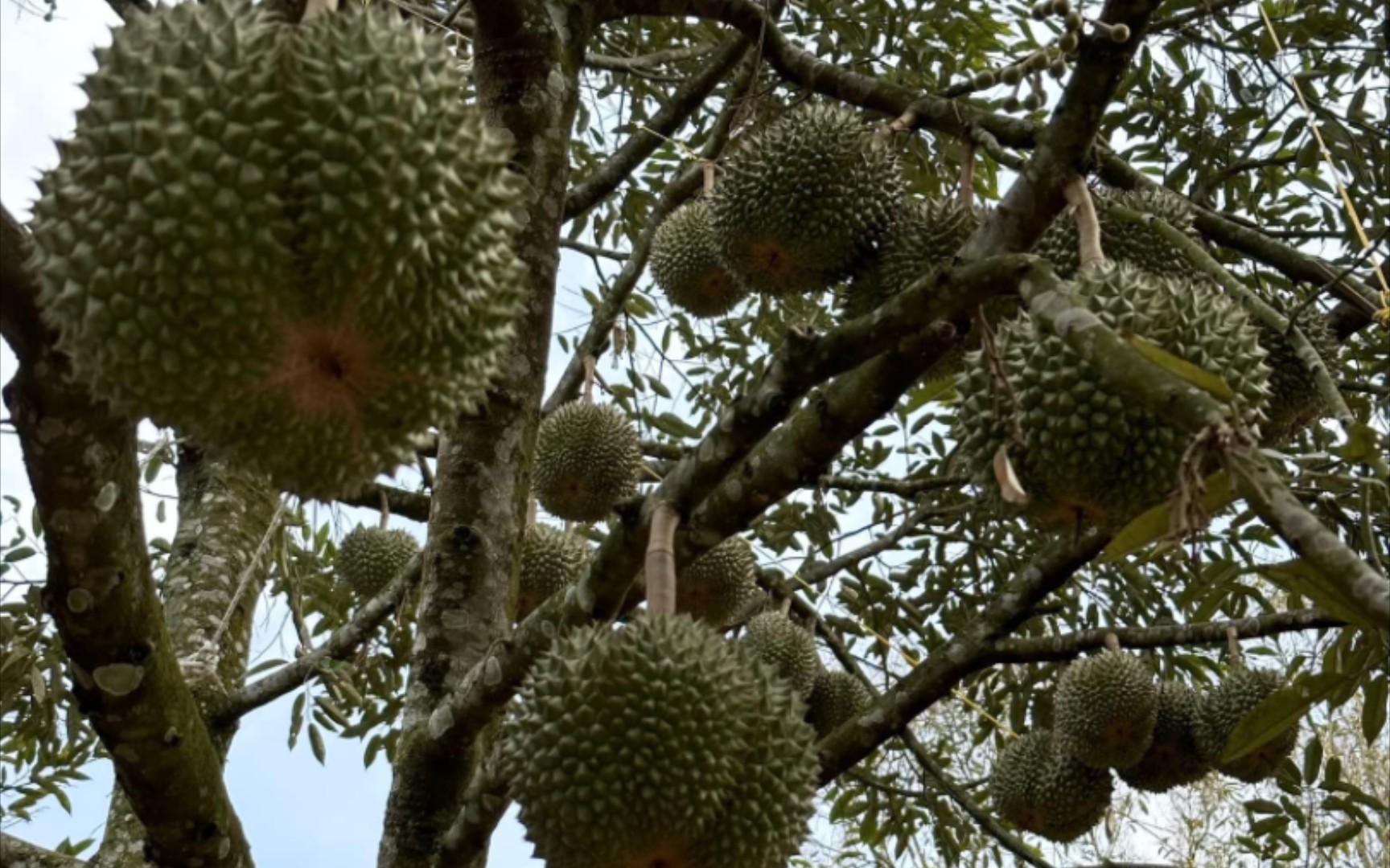 你们说多少包下这棵黑刺榴莲树比较合适