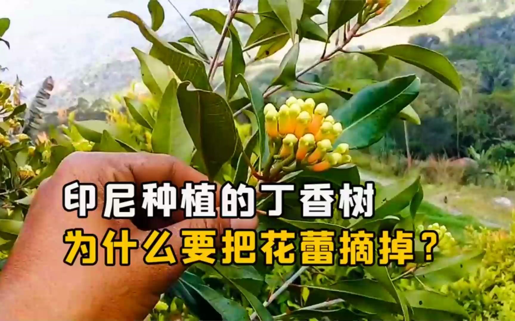 印尼人种植的丁香树,为什么要把花蕾摘掉?这么做有什么目的?哔哩哔哩bilibili