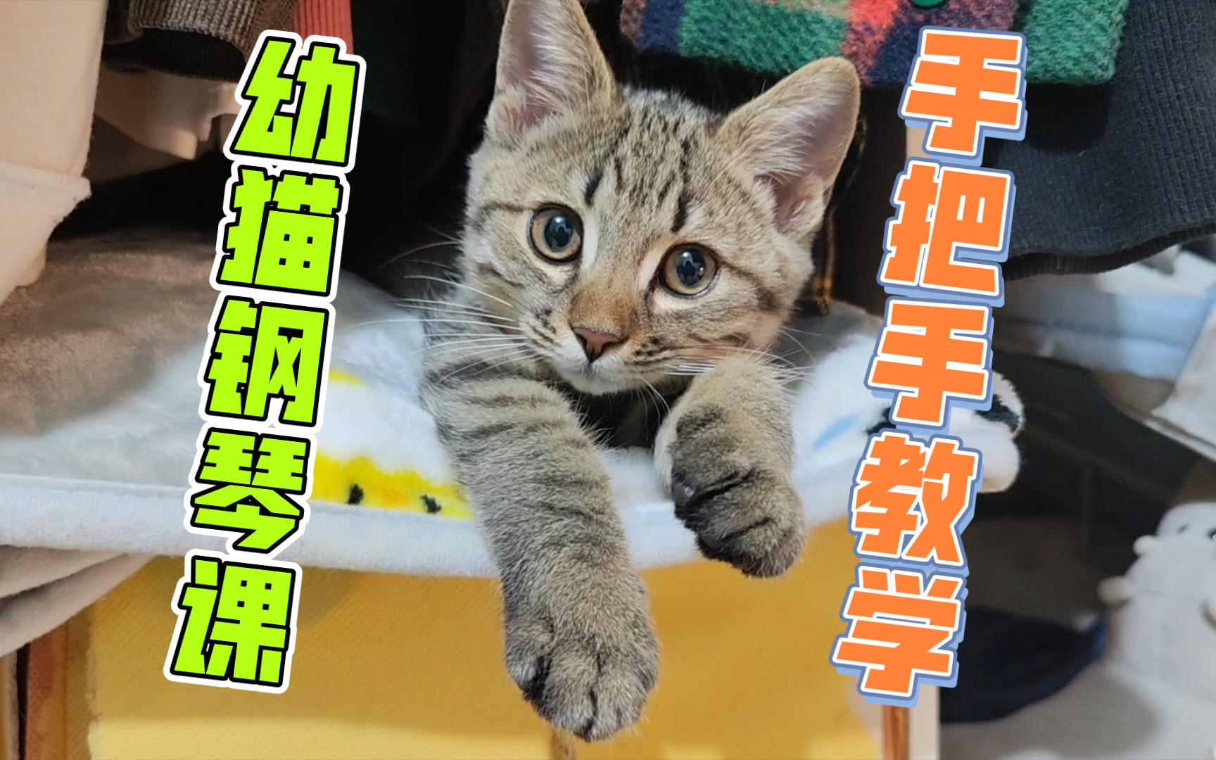 幼猫钢琴课第二课开课啦!爱躲猫猫的小狸花的成长日记~哔哩哔哩bilibili