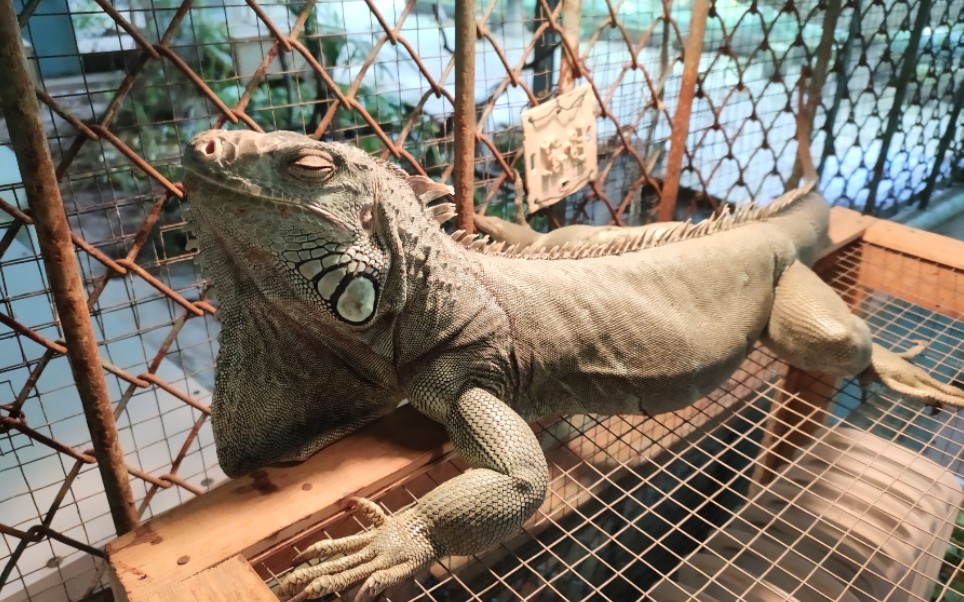 【蜥蜴】胖蜥蜴晒灯光浴,啊,舒适( ˊˋ )