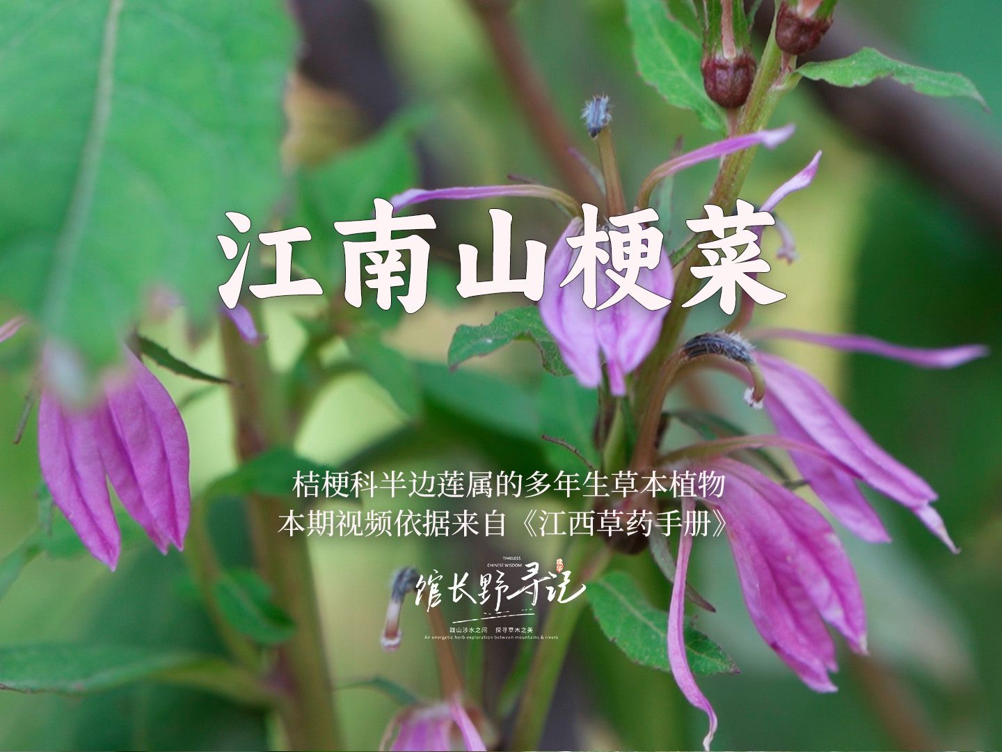 【江南山梗菜】为桔梗科半边莲属的多年生草本植物 江南山梗菜又称半边莲,想象下只向一边开放的花瓣.野生植物真的有太多奇妙语言.哔哩哔哩bilibili