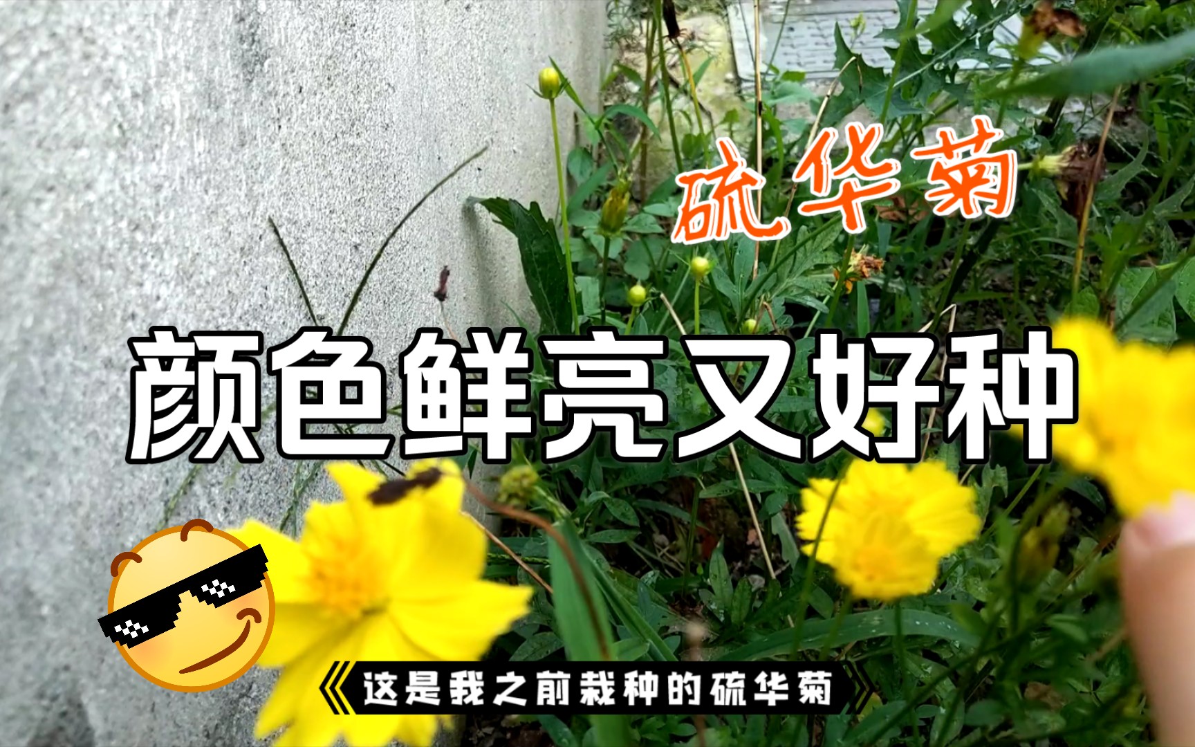 硫华菊花量大又好管理适合空闲处种植哔哩哔哩bilibili