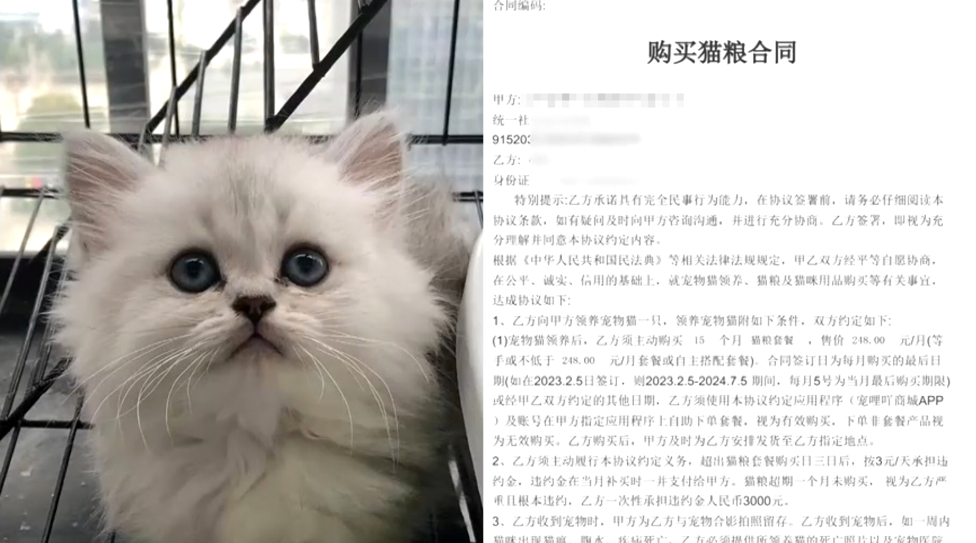 小伙领养品种猫,被要求购买15个月猫粮套餐,店家宣称:避免遗弃哔哩哔哩bilibili