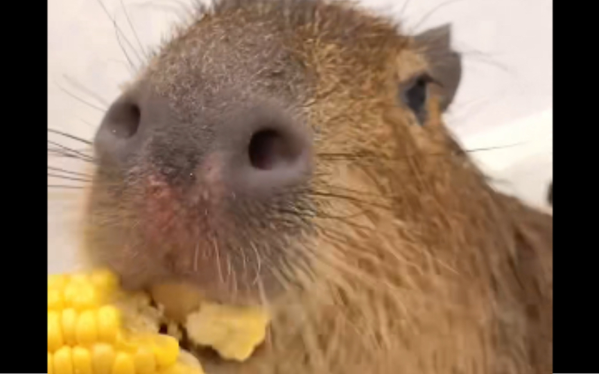 豚豚:你也跟我一样喜欢吃玉米吗?