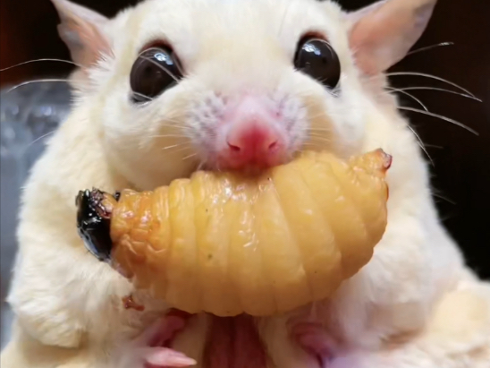 竹虫