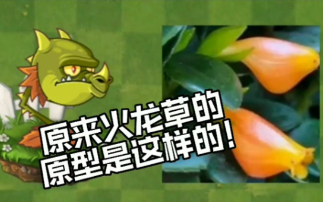 PVZ2中50颗植物的原型!哔哩哔哩bilibili植物大战僵尸2