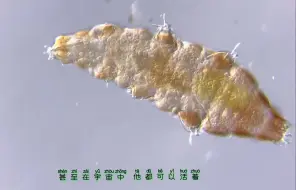 Download Video: 来自外星的生物  ——  水熊虫