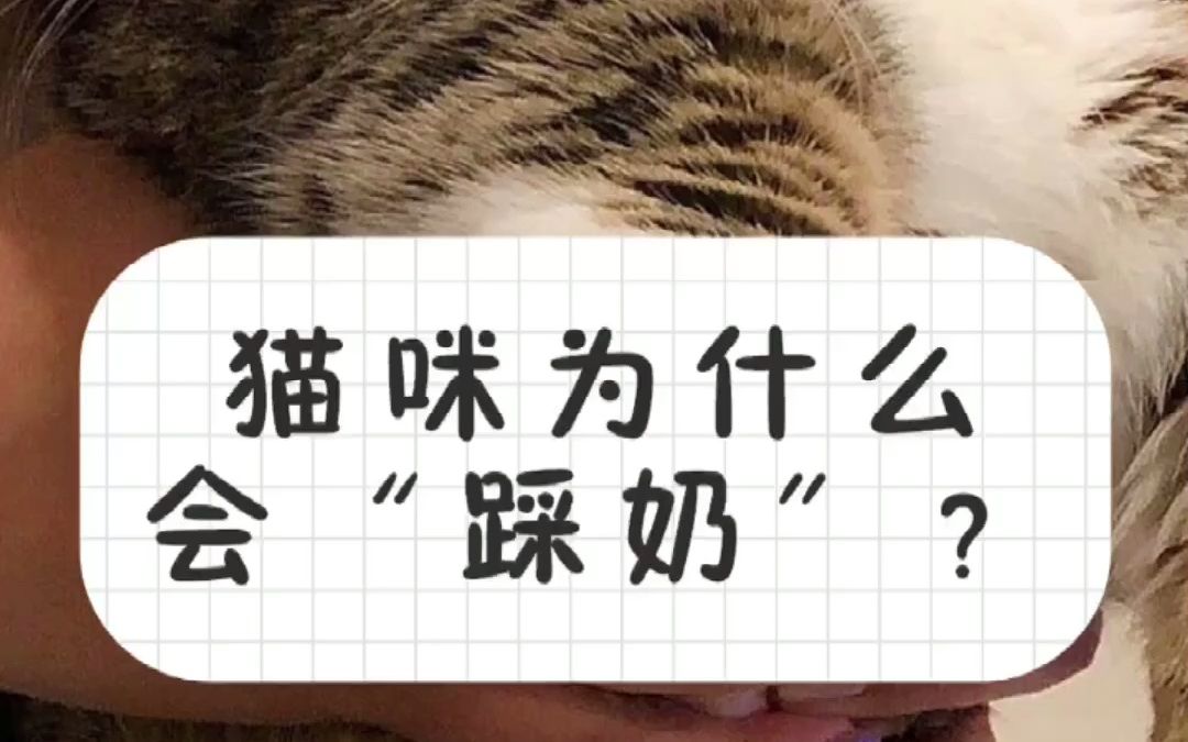 猫咪为什么会“踩奶”?哔哩哔哩bilibili