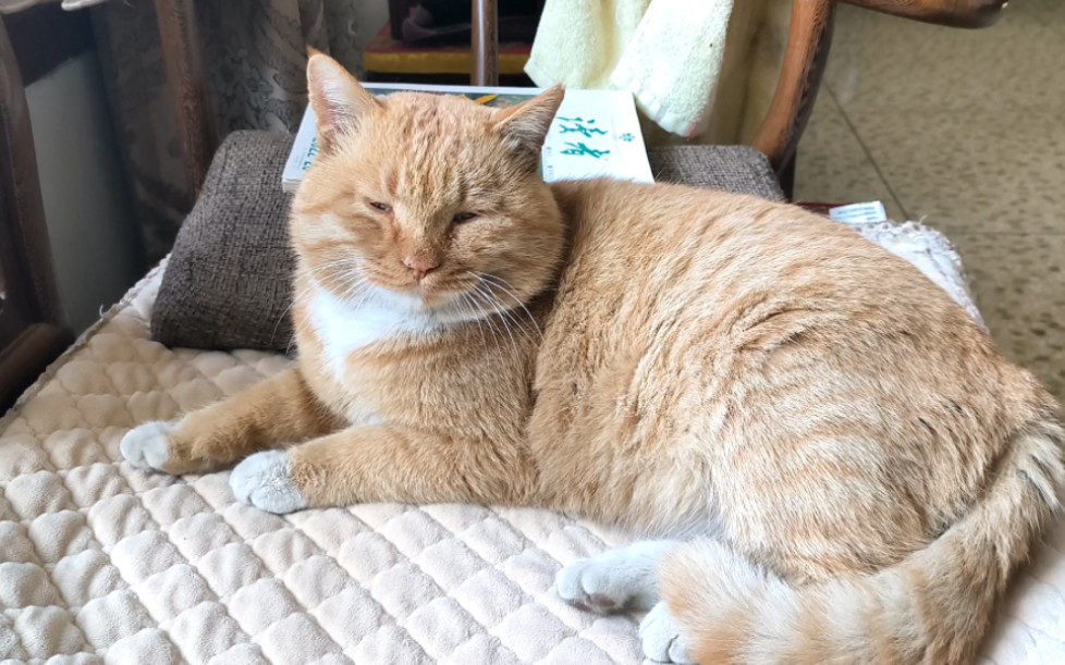 天天愁眉苦脸的小猫咪