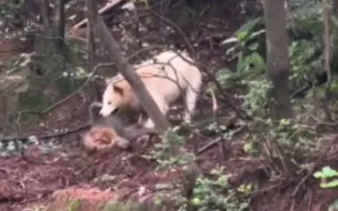 下载视频: 猴子从树上掉下，被狗咬死了