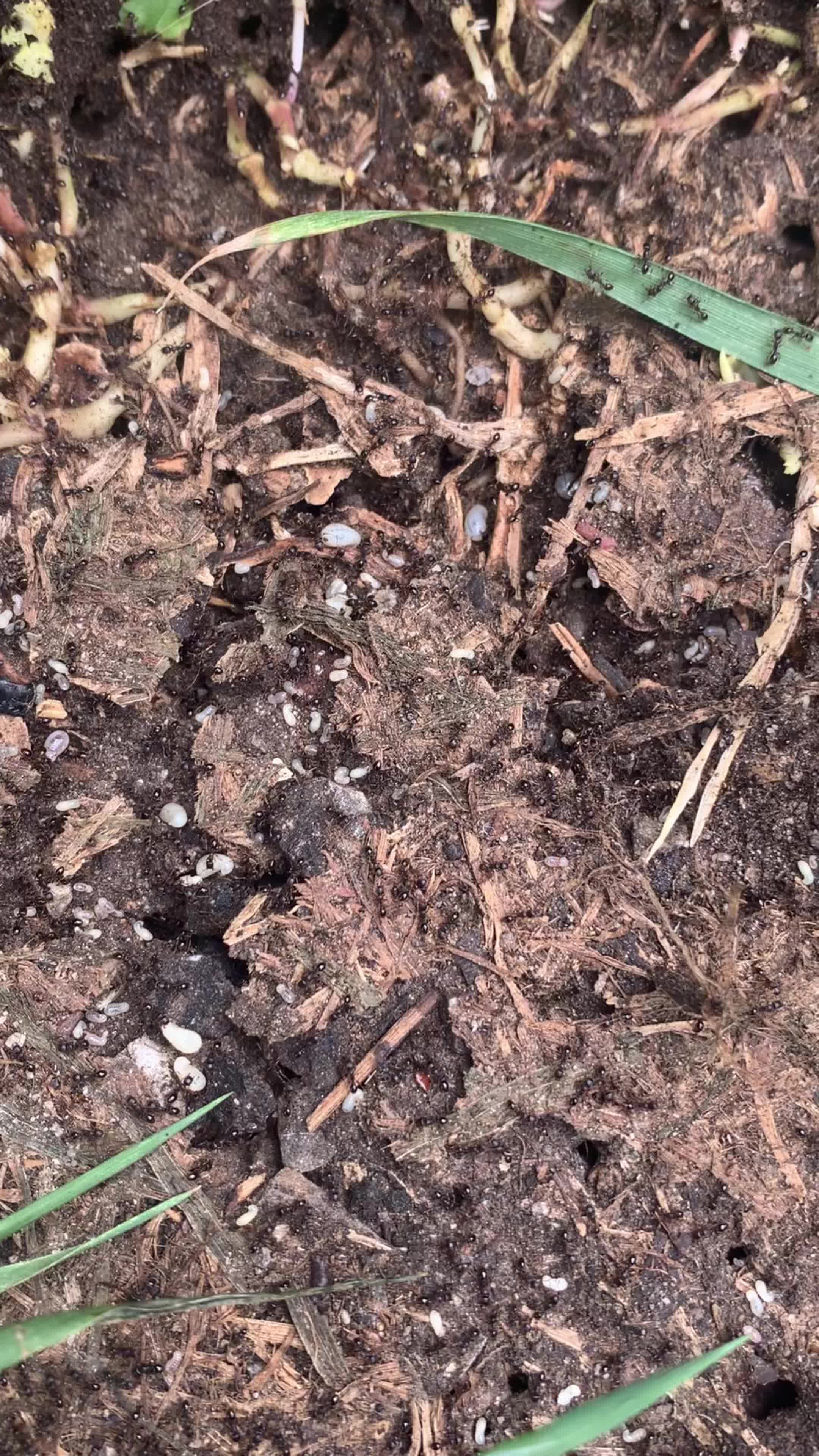 草地铺道蚁群落