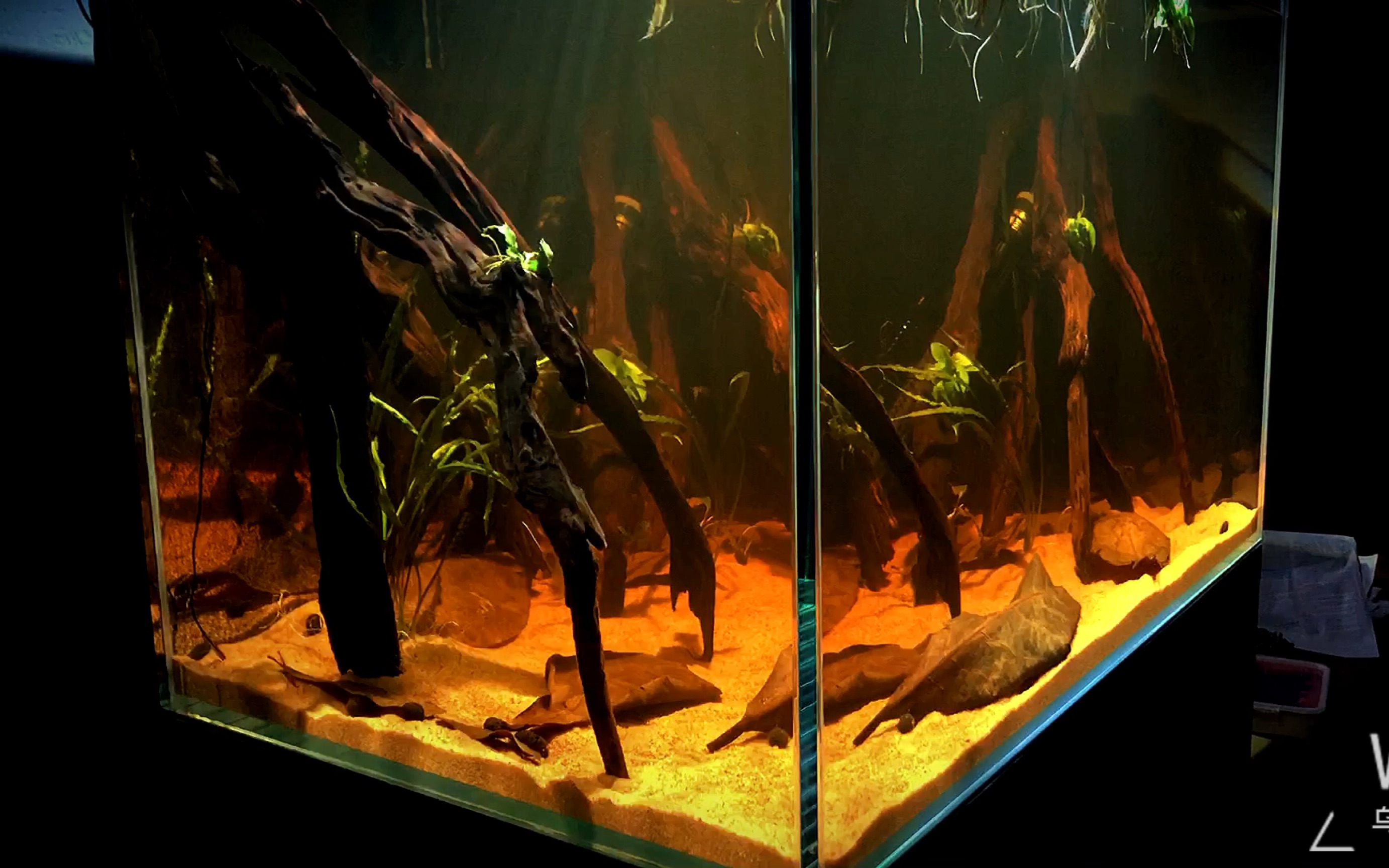 南美新开一个灯鱼缸再过几天弄1205035的原生矮缸