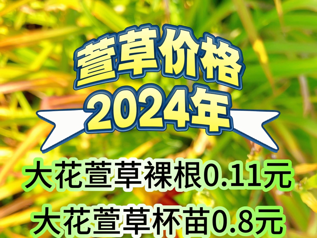 2024年萱草价格,大花萱草金娃娃萱草开花状态哔哩哔哩bilibili