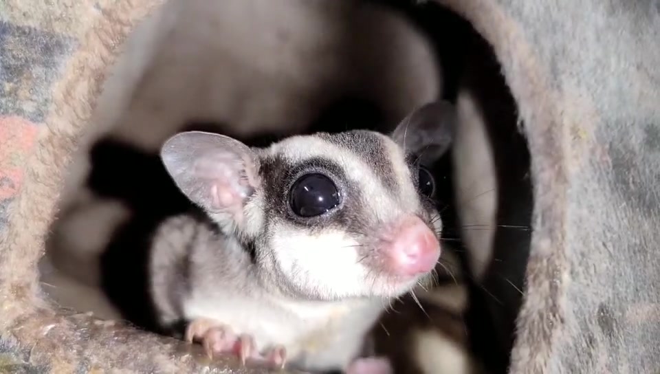 活动  超级小萌物,蜜袋鼯宝宝睁眼了-最可爱的吱星人