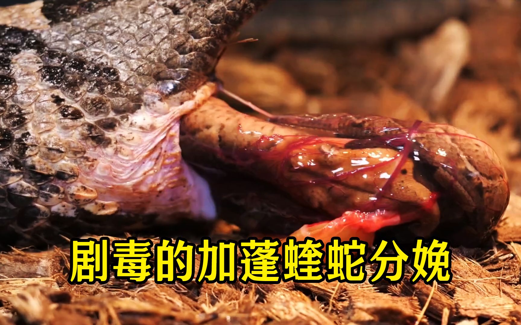 剧毒的加蓬蝰蛇分娩场景,爬行动物最伟大的时刻