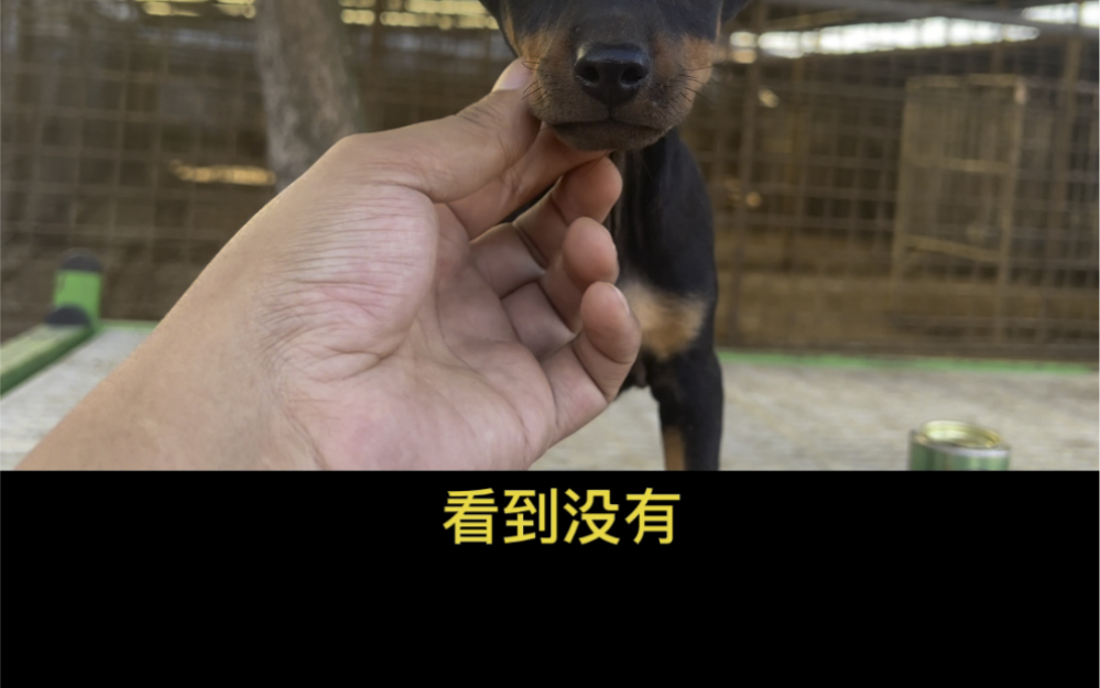 迷你杜宾犬,帅气又拉风哔哩哔哩bilibili