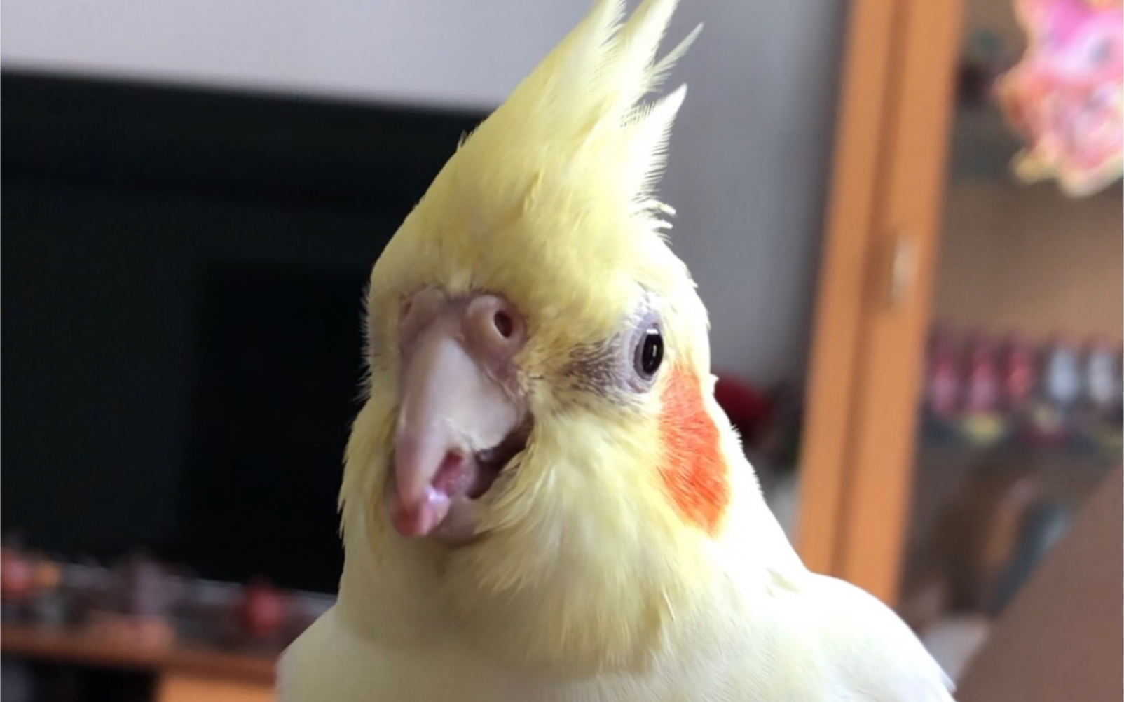 【玄凤】你的小可爱对你使用可爱暴击:吐舌头