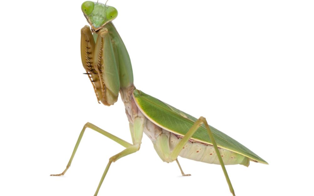 想输都难系列之肥螳螂