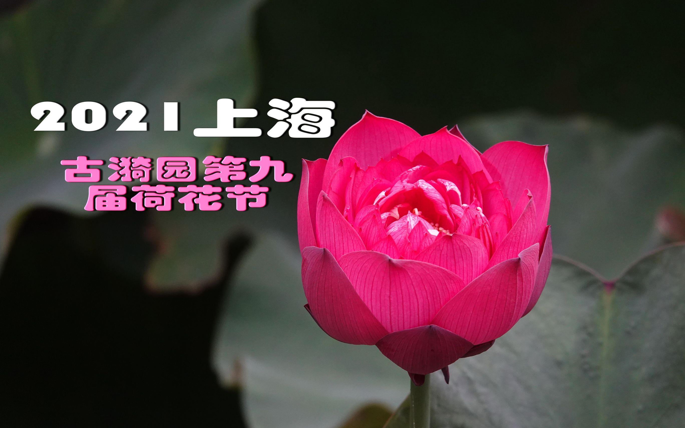 2021上海古猗园第九届荷花展_哔哩哔哩_bilibili