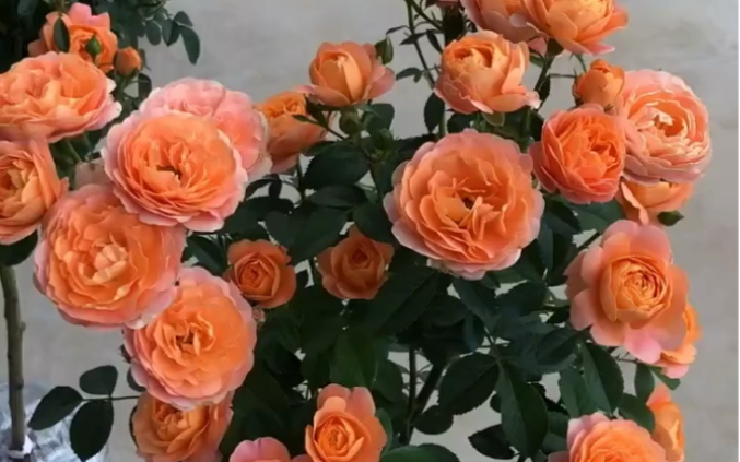 果汁阳台棒棒糖月季花量大花期长多季循环开花