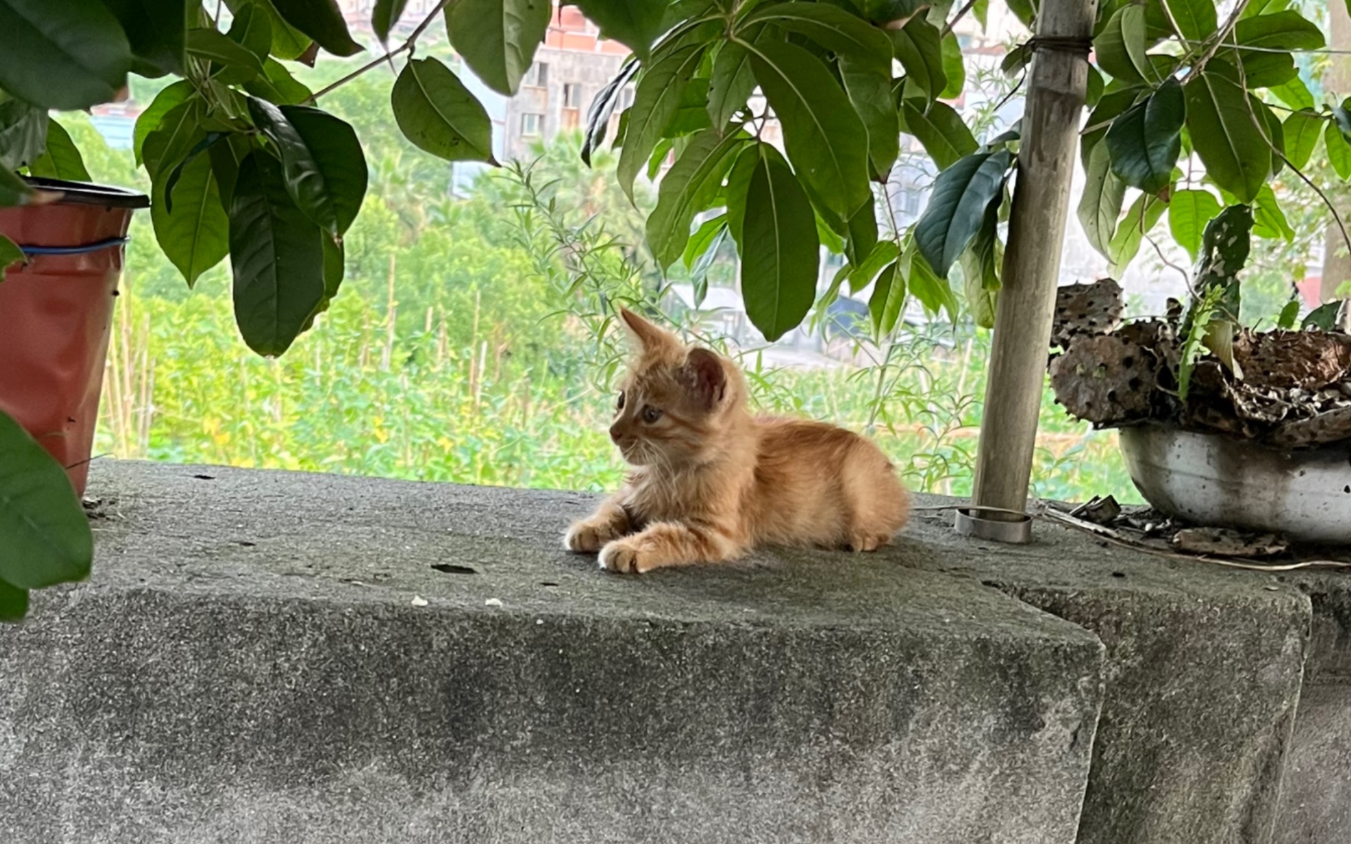 我家那只小黄猫