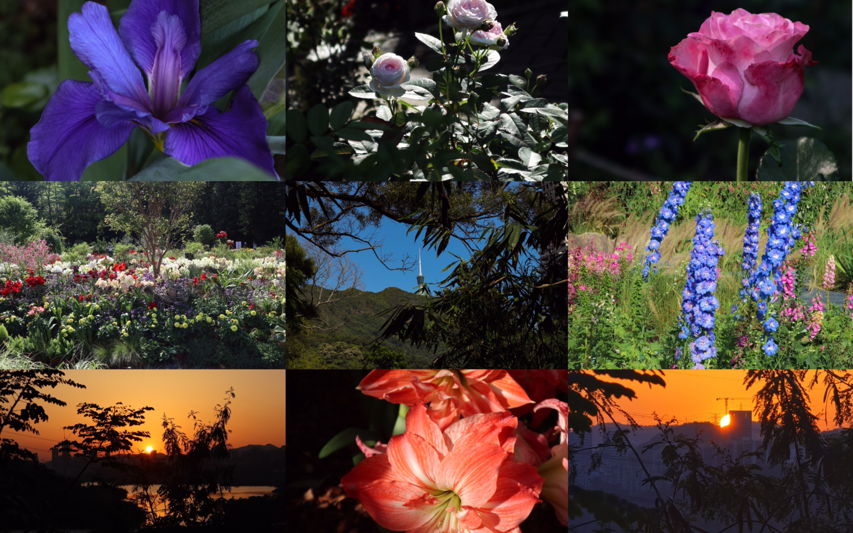 【深圳市仙湖植物园】清明踏青爬山、赏花、拍照、看日落 植物园一日游哔哩哔哩bilibili