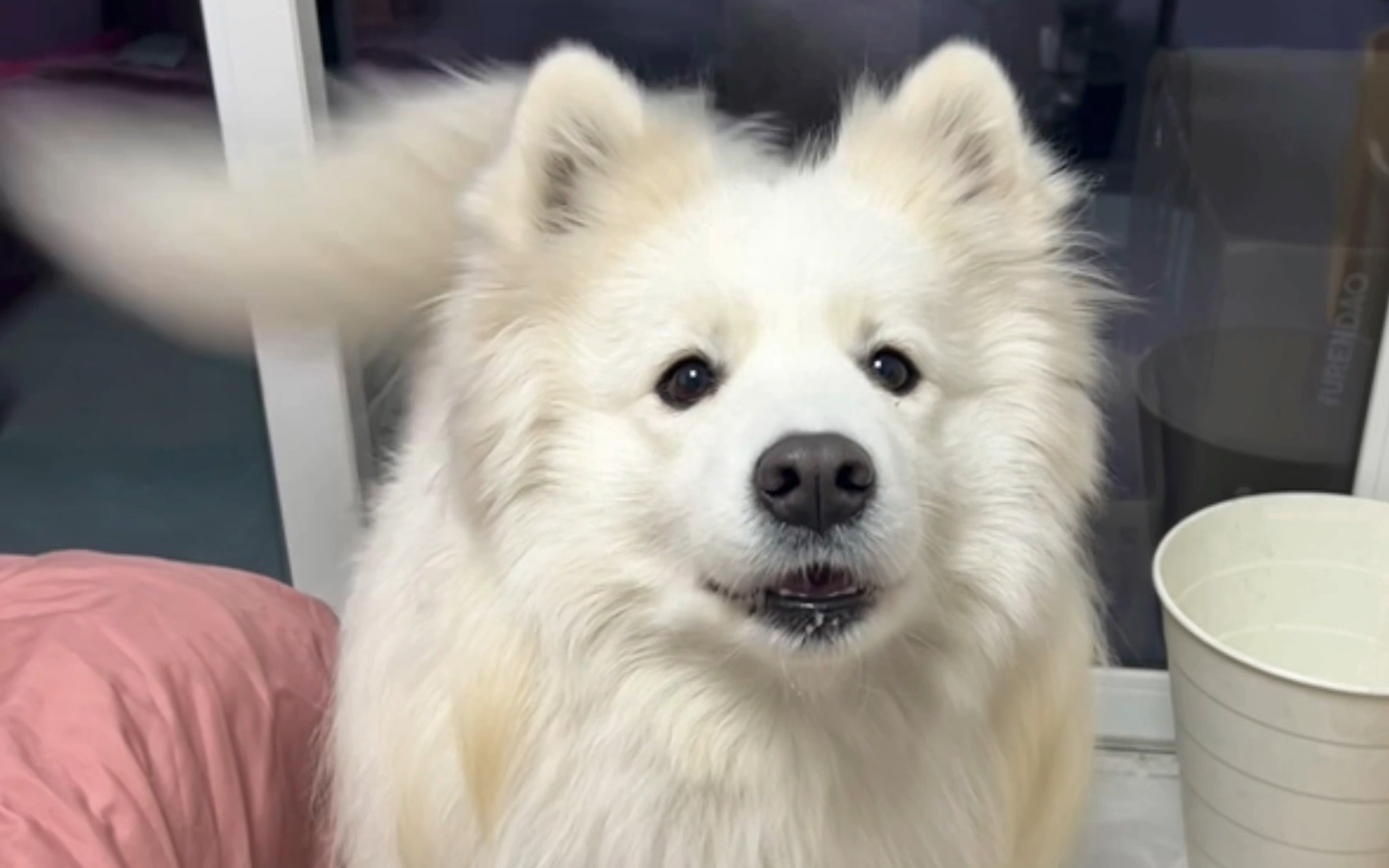 萨摩耶这样摇尾巴意味着什么?