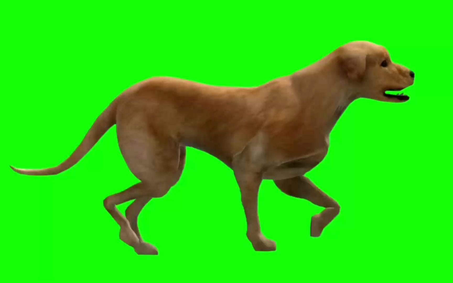 绿幕视频素材狗狗