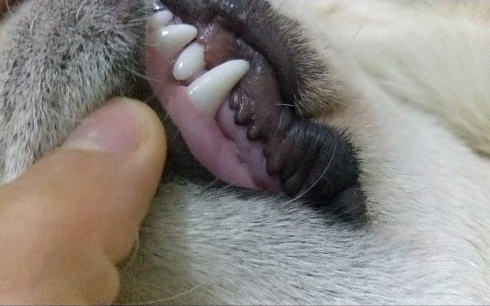 听说拉布拉多的犬牙可以避邪,再乱咬东西就可以试试真假了