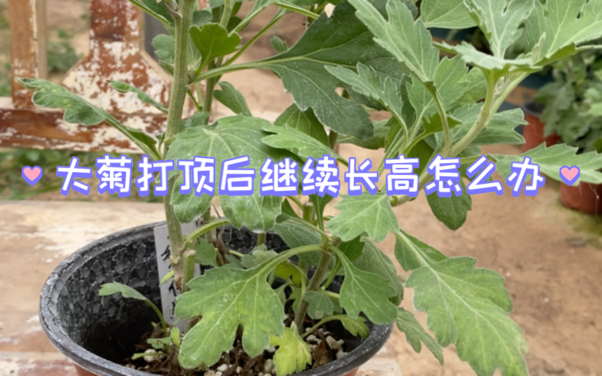 大菊种植简单流程哔哩哔哩bilibili