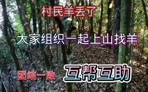 Download Video: 村民团结一致，大家一起上山帮忙找羊！