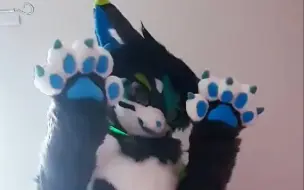 Download Video: Kitty paws