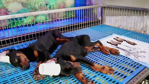 杜宾犬裁耳朵全过程 看似残忍 实则为狗狗增加听觉能力 哔哩哔哩 Bilibili