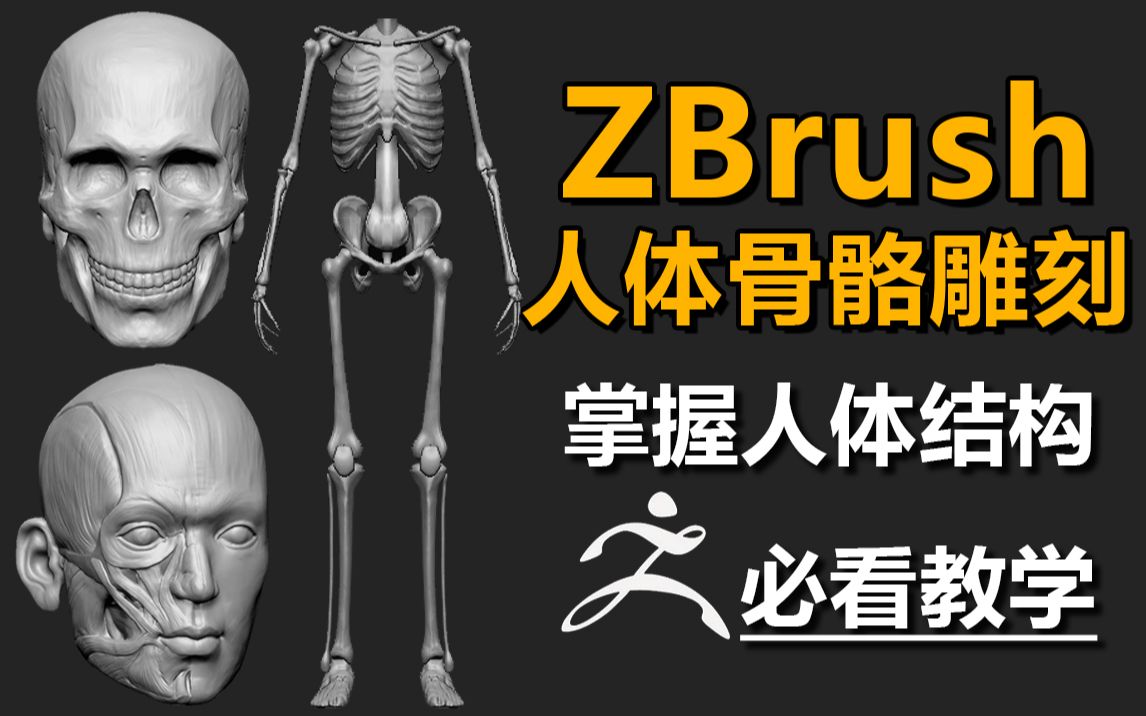 [图]肝爆七小时！zbrush人体骨骼结构雕刻教程，从零开始带你掌握人体的骨骼结构