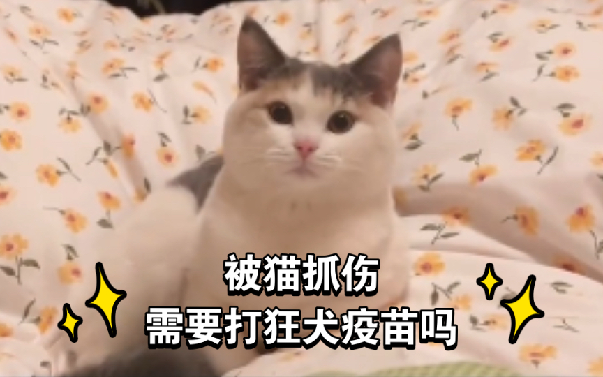 【科普】被猫抓伤,需不需要打狂犬疫苗?哔哩哔哩bilibili