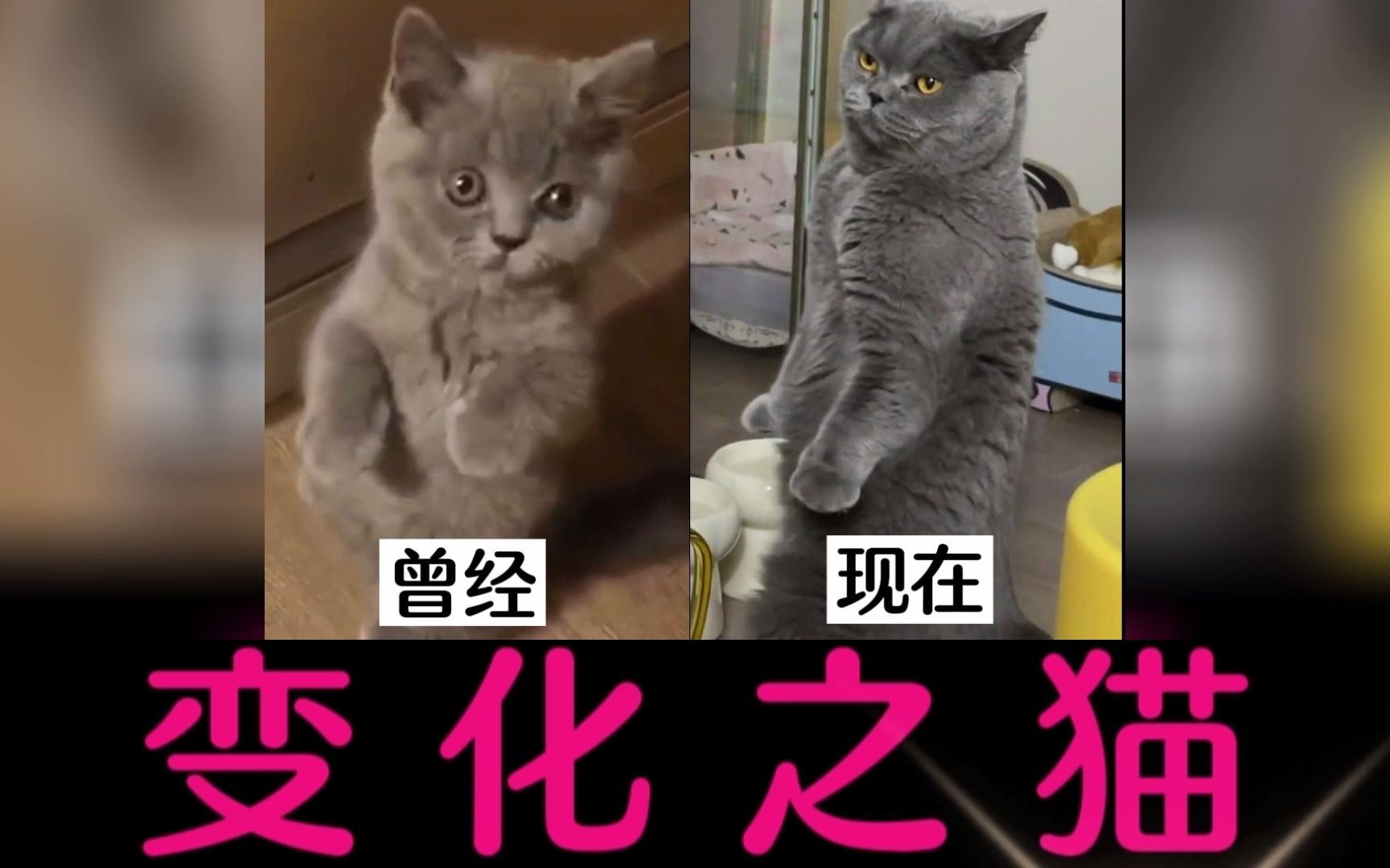 [图]盘点全网变化蕞大的喵星人，蕞后一只居然变成了“李小龙”#猫 #一只小猫咪的变化 #除了物种没变什么都变了