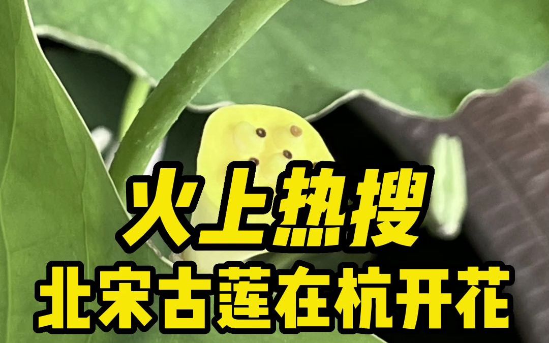 火上热搜!北宋古莲子在杭州开花哔哩哔哩bilibili