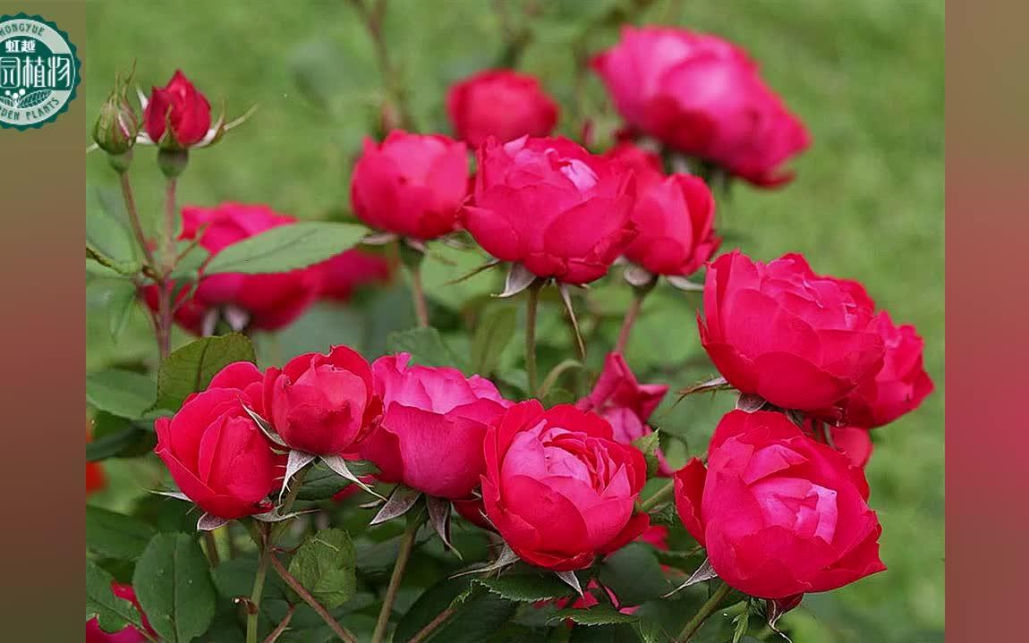 【虹越月季】法国玫昂月季-樱桃伯尼卡欣赏_哔哩哔哩 (゜-゜)つロ