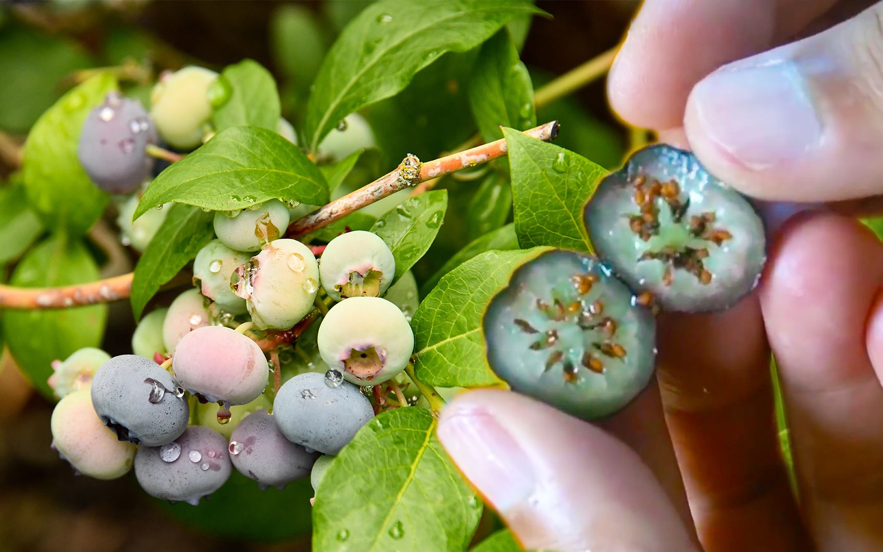 兔眼蓝莓,想要收集它的种子并保存起来,用这两种方法就够了_哔哩哔哩