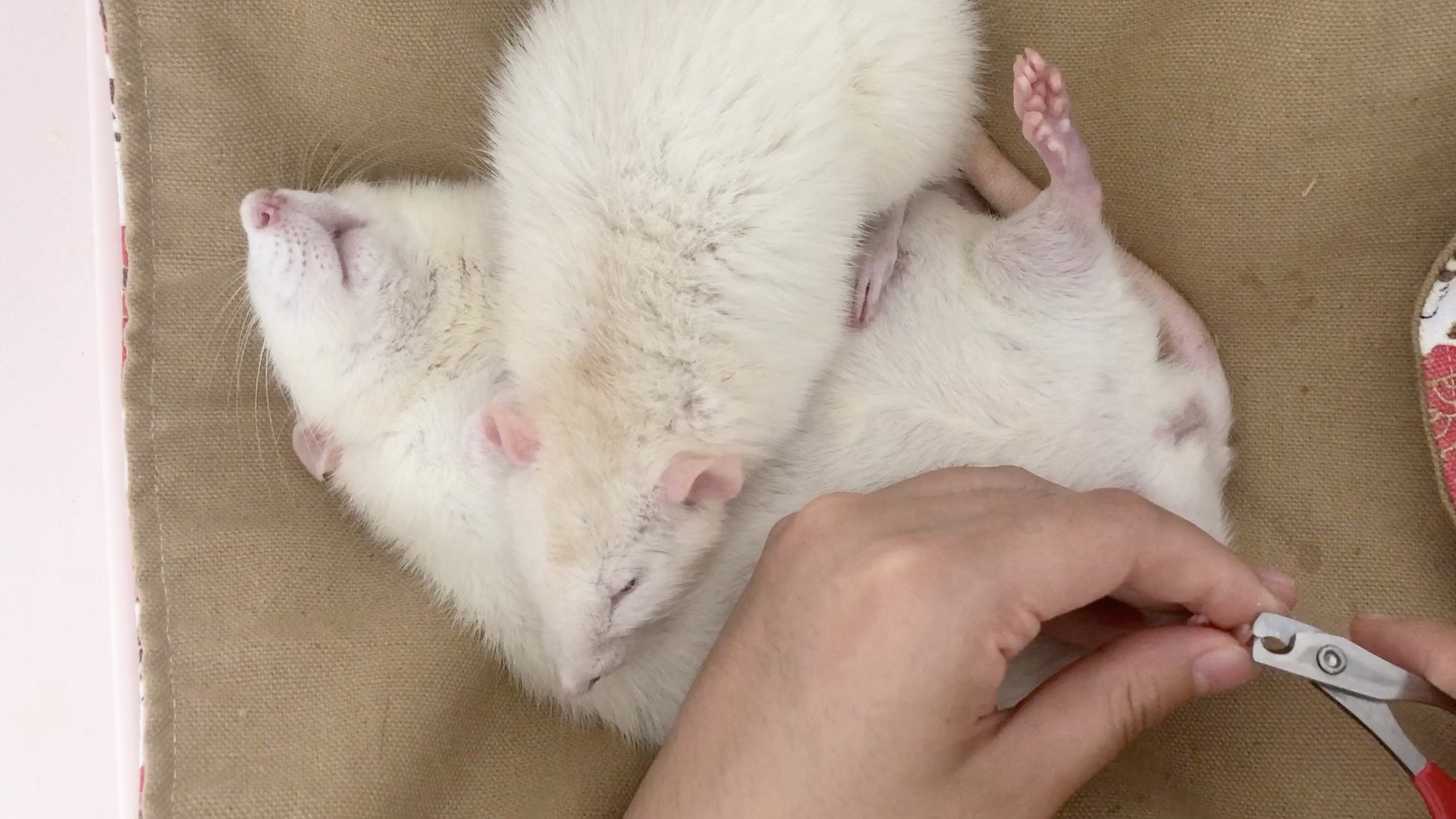 活动作品快来看这个傻憨憨给花枝鼠剪指甲挑战