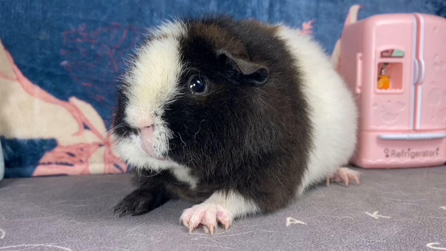 【荷兰猪】熊猫美泰荷兰猪