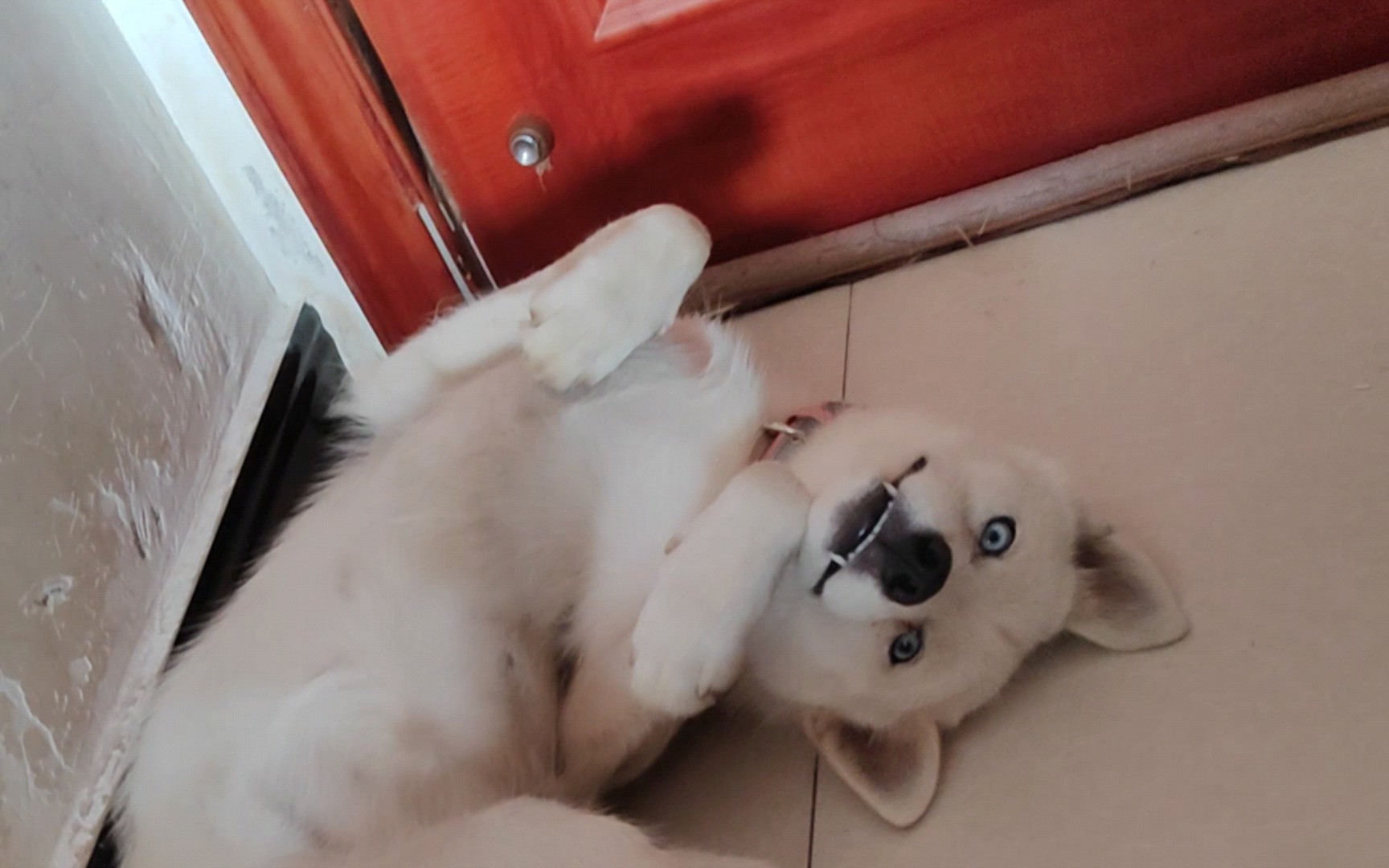 哈士奇日常睡姿