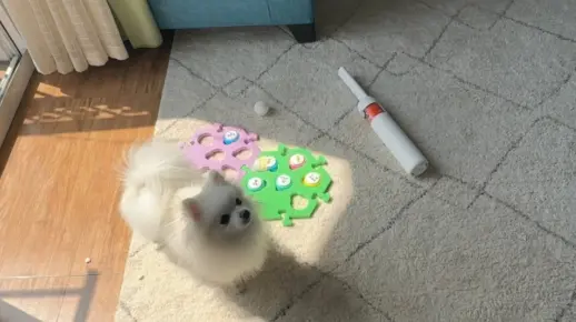 一人一狗 简单生活