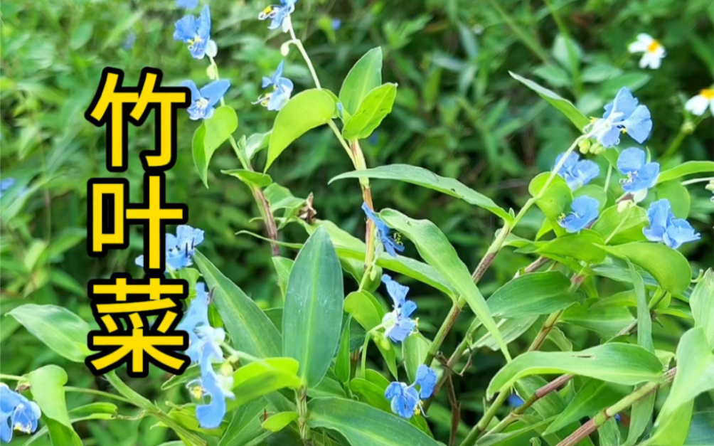 竹叶菜,又名饭包草,火柴头.