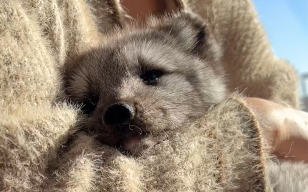 说出来你可能不信,这是一只萨摩耶和土狗的混合体,我称它为"狐狸"