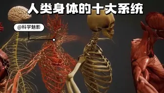 人类身体的十大系统，看起来比任何机器都要复杂