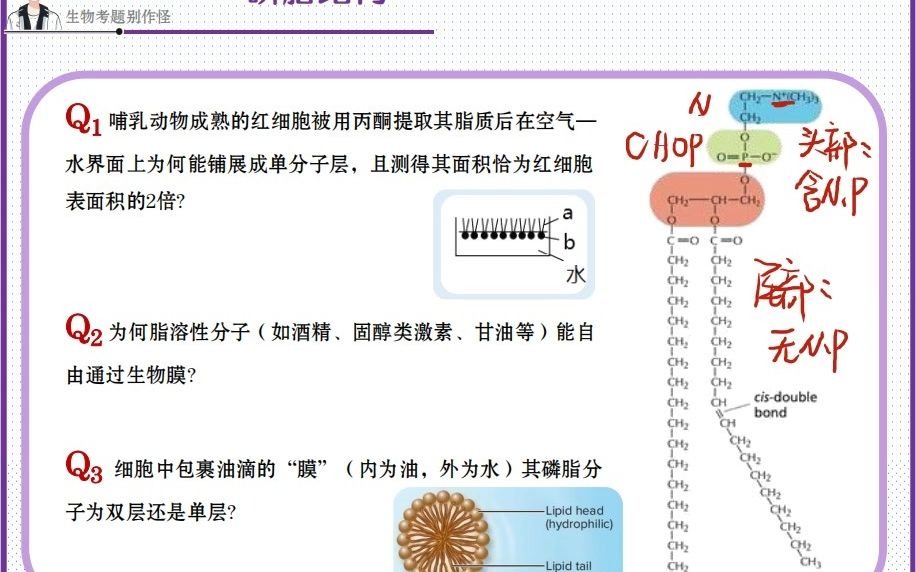 【回归教材】磷脂结构哔哩哔哩bilibili