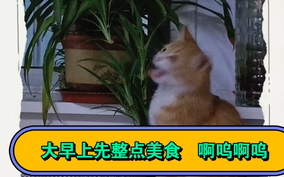 家里的吊兰成了猫仙草,啊呜啊呜真好吃𐟘‹哔哩哔哩bilibili