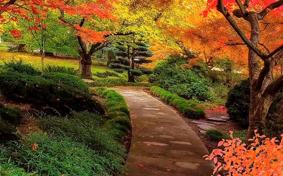 [图]几度悲秋枫叶红 烟花春雨却随风